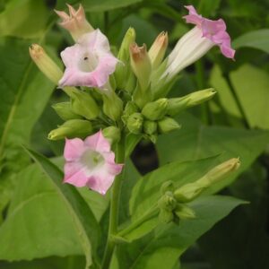 Tabák viržinský (Nicotiana tabacum)​