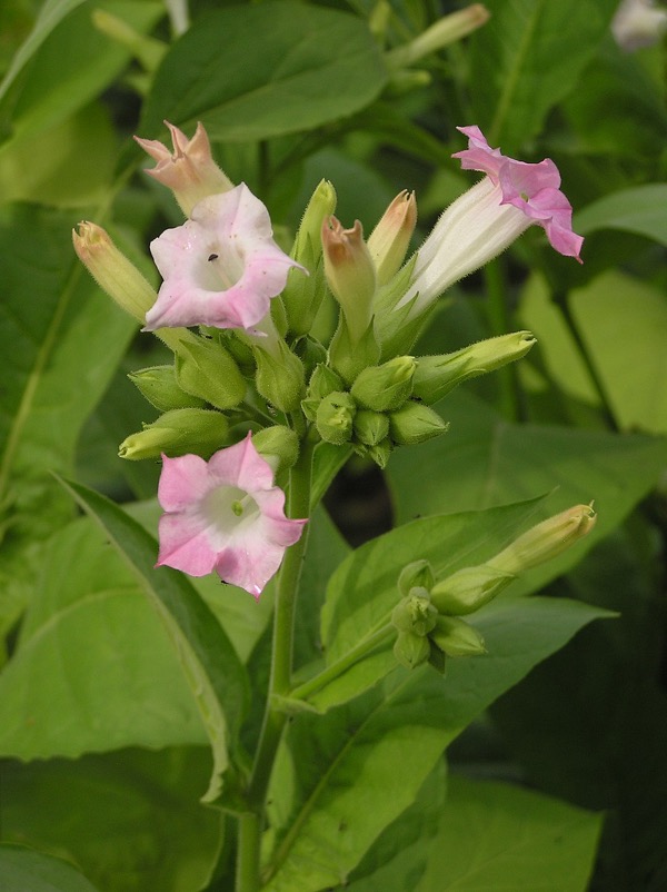 Tabák viržinský (Nicotiana tabacum)​