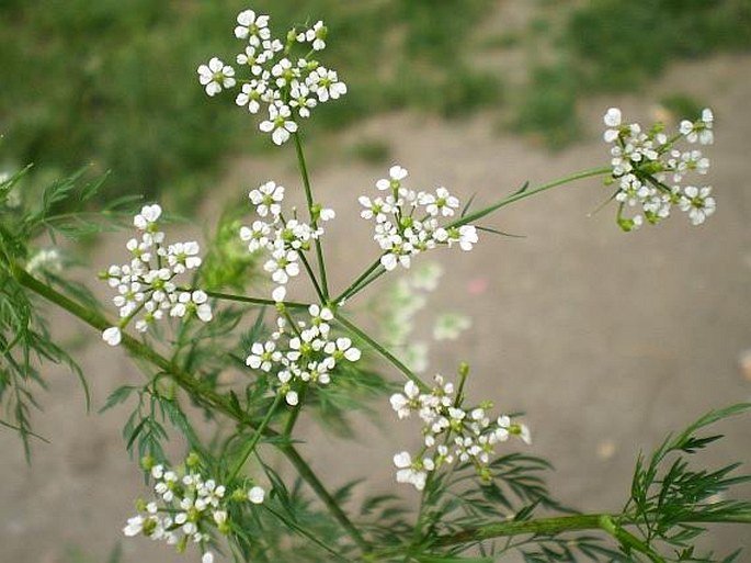 Krabilice hlíznatá (Chaerophyllum bulbosum)​