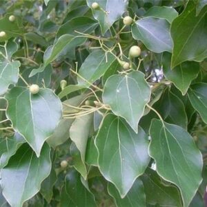 Kafrovník (Cinnamomum camphora)