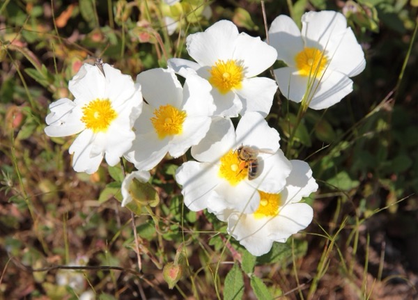Cist hybridní (Cistus × hybridus, Cistus populifolius × Cistus salviifolius) ​