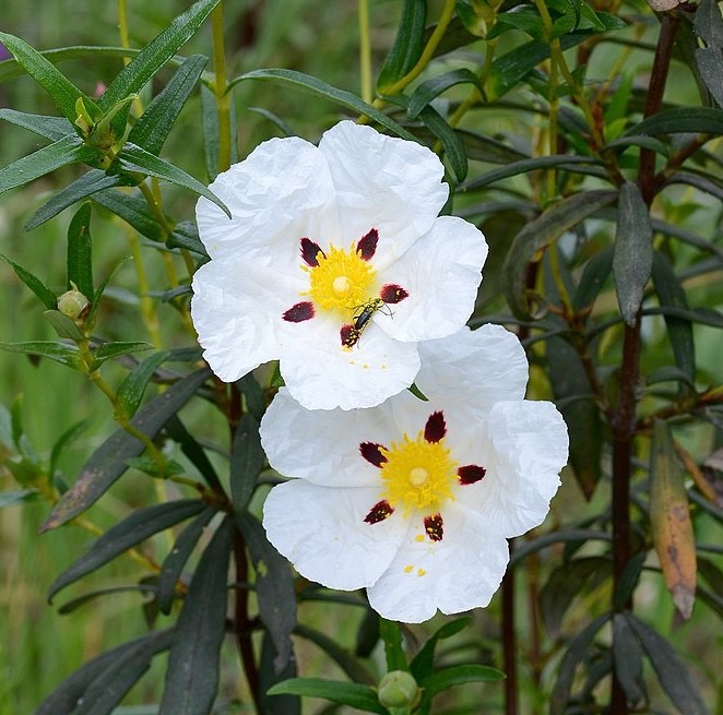Cist ladanový (Cistus ladanifer)​