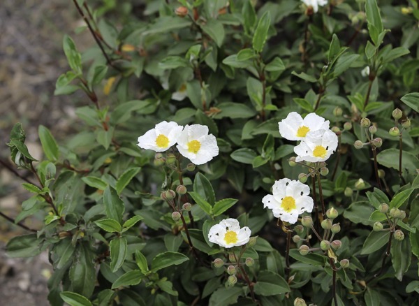 Cist vavřínolistý (Cistus laurifolius)​