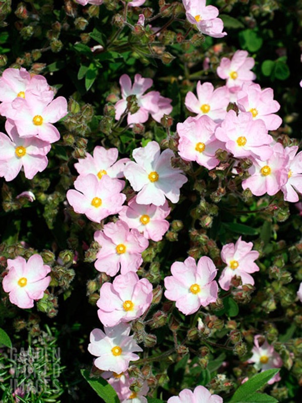 Cist Skanbergiův (Cistus × skanbergii, Cistus monspeliensis × Cistus parviflorus)​