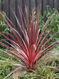 Dračinka - Cordyline australis ‘Charlie Boy’