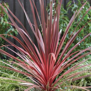 Dračinka - Cordyline australis ‘Charlie Boy’