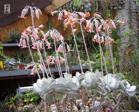 Kotyledon 2 Kotyledon zvlněný (Cotyledon undulata)