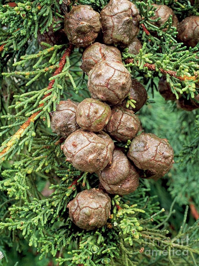 Cypřiš velkoplodý (Cupressus macrocarpa)​