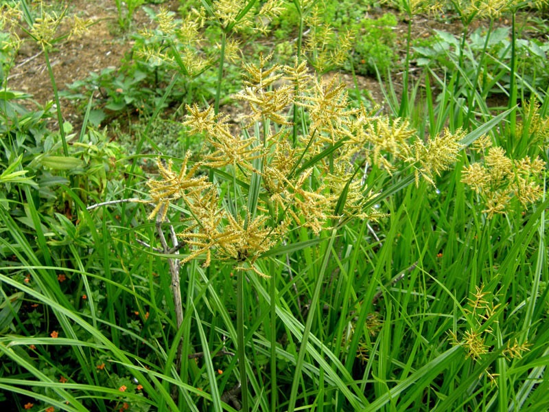 Šáchor jedlý 2 Šáchor jedlý (Cyperus esculentus)
