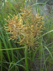 Šáchor 2 Šáchor jedlý (Cyperus esculentus)