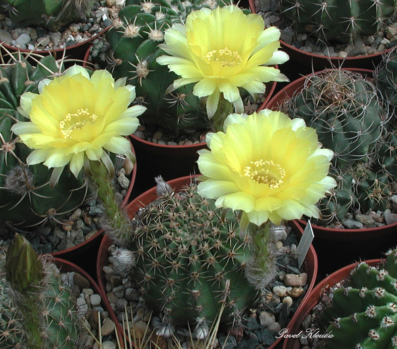 Echinopsis 4 Echinopsis aurea (Pseudolobivia aurea) 