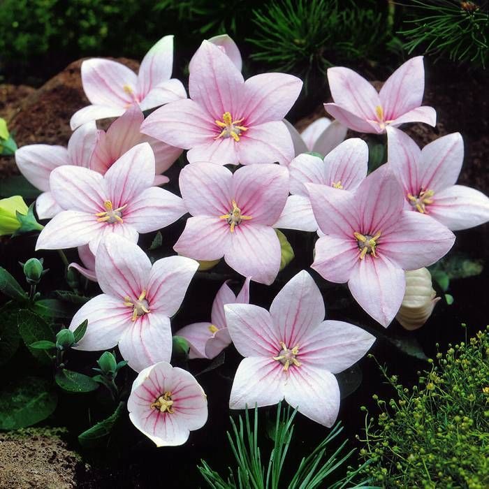 Platycodon Grandiflorus Astra Pink
