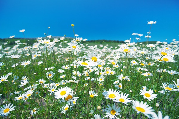 Heřmánek 4 Heřmánek lékařský (Chamomilla recutita)