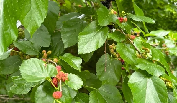 Moruše červená (Morus rubra)​