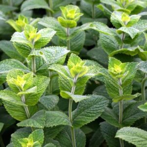 Máta peprná (Mentha piperita)​