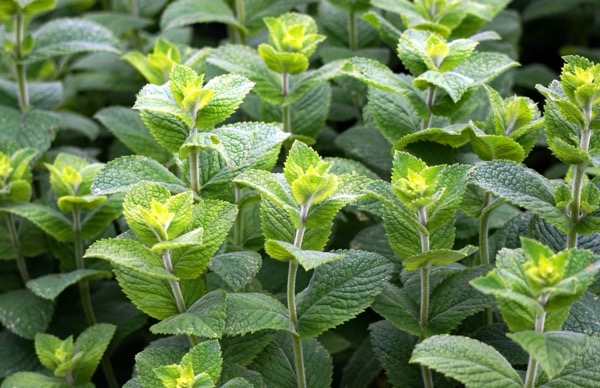 Máta peprná (Mentha piperita)​