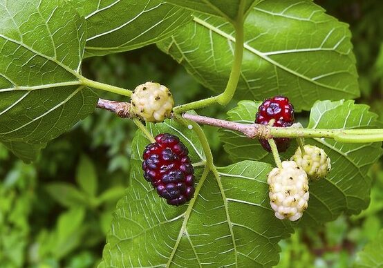 Moruše bílá (Morus alba)​