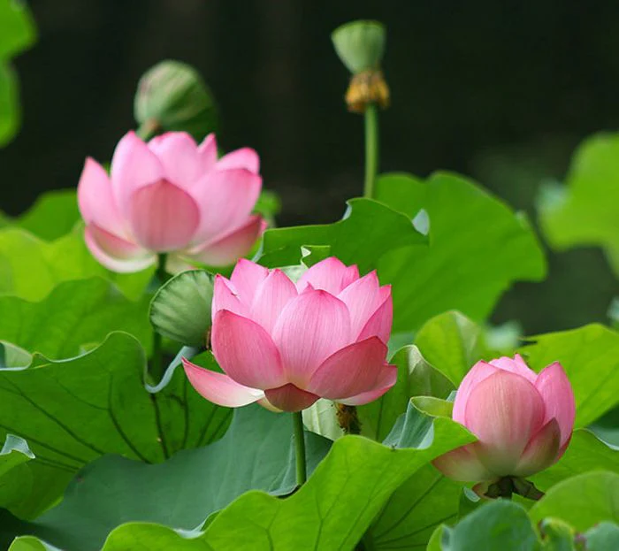 Lotos ořechodárný (Nelumbo nucifera)​