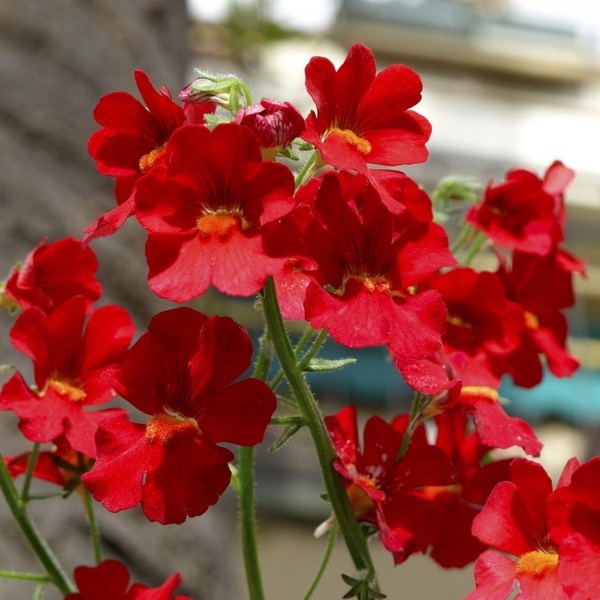 Hledíkovka 2 Hledíkovka zduřelá - Feuerkönig