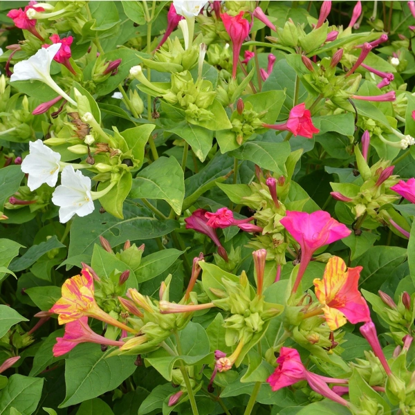 Nocenka jalapenská (Mirabilis jalapa)​