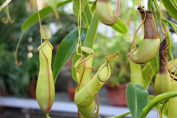Láčkovka 2 Láčkovka (Nepenthes)