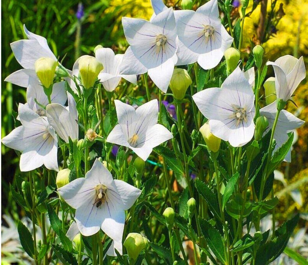 Platykodon velkokvětý - Album