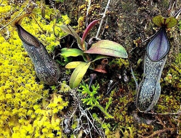 Láčkovka 4 Láčkovka (Nepenthes Nigra)