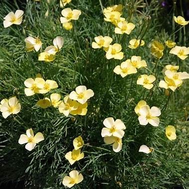 sluncovka (Eschscholzia tenuifolia, syn. Eschscholzia caespitosa)