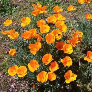 Sluncovka (Eschscholzia)