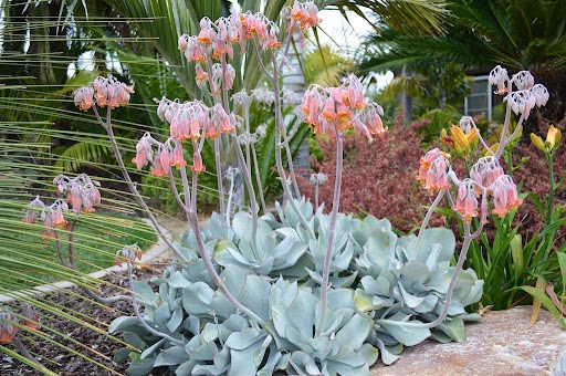 Kotyledon 1 Kotyledon okrouhlolistý (Cotyledon orbiculata) 