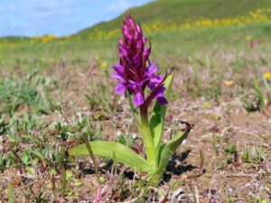 Nejlepší hnojivo na orchideje 3 Prstnatec pleťový (Dactylorhiza incarnata)