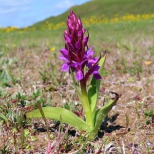 Prstnatec pleťový (Dactylorhiza incarnata)​
