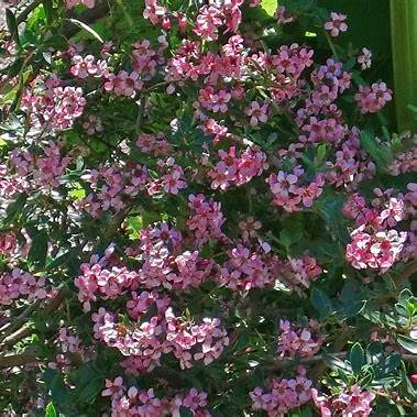 Zábluda (Escallonia × rigida)