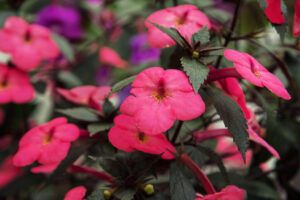 Achimenes "Little Beauty"
