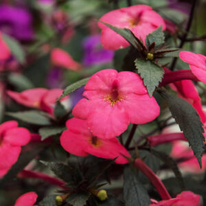 Achimenes "Little Beauty"