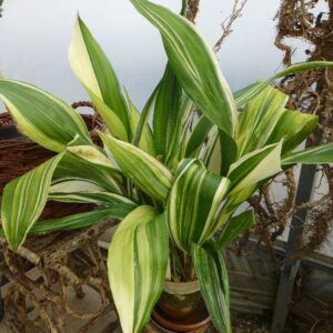 Aspidistra (Aspidistra elatior), kořenokvětka