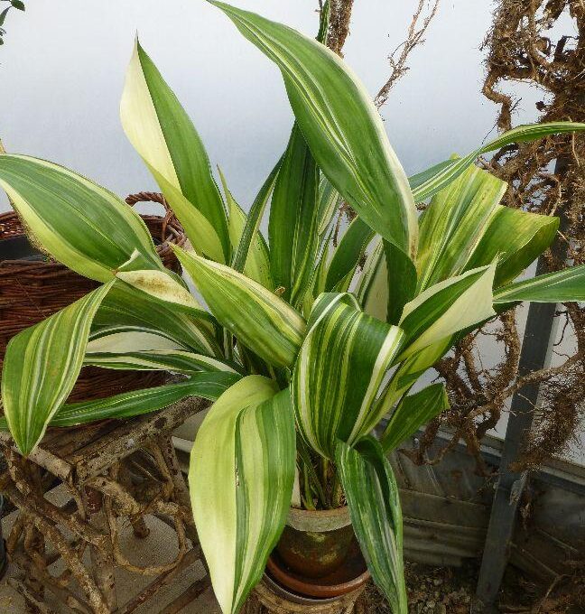 Aspidistra 1 Aspidistra (Aspidistra elatior), kořenokvětka