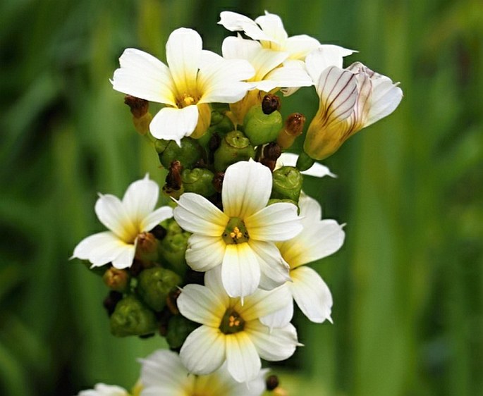 Badil pruhovaný (Sisyrinchium striatum)