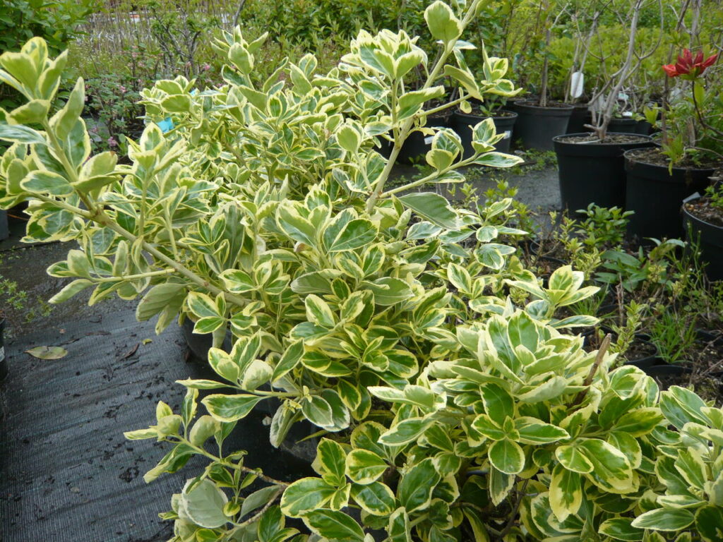 Brslen japonský 1 Brslen japonský (Euonymus japonica)