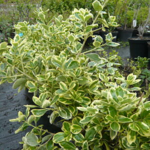 Brslen japonský (Euonymus japonica)