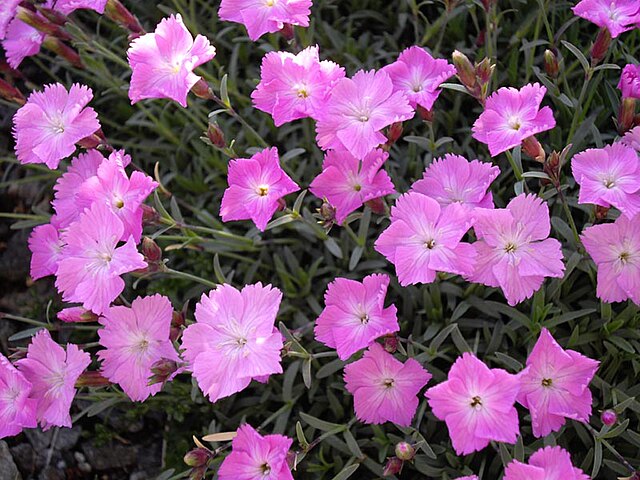 Dianthus 'La Bourboule'