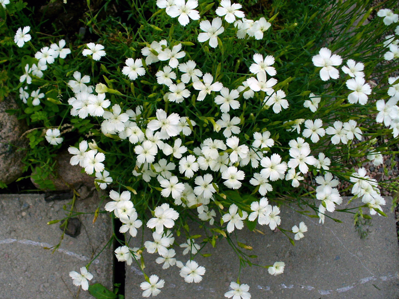 Dianthus 'Albus'
