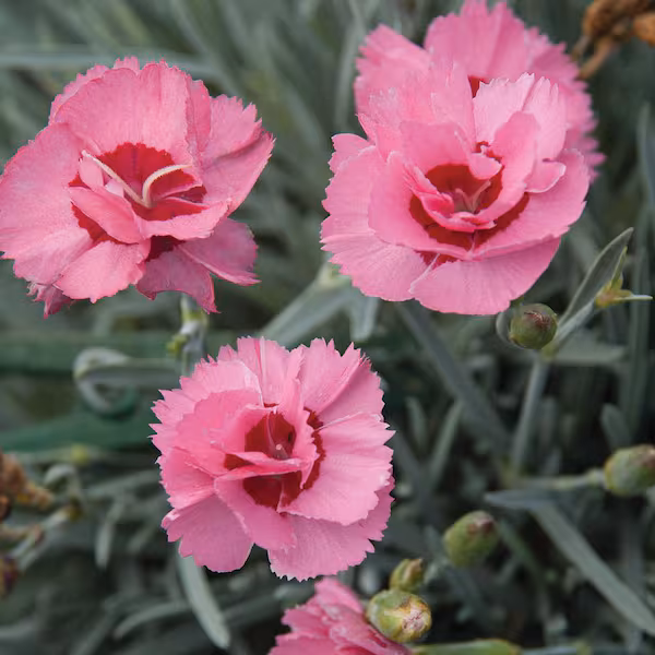 Dianthus 'Annabelle'