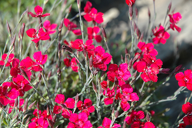 Dianthus 'Brilliant'