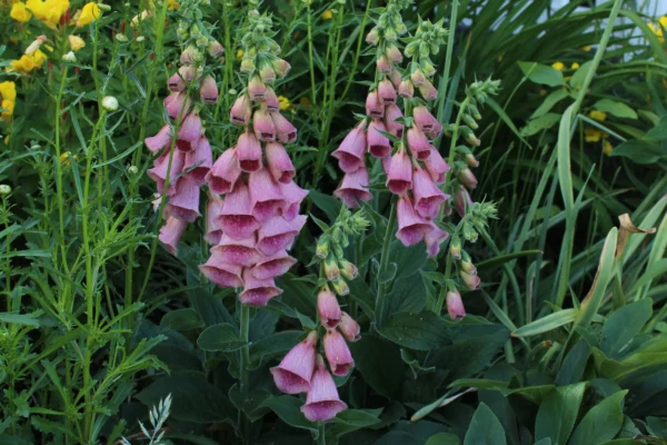 Náprstník 5 Digitalis x mertonensis s lososově růžově červenými zvonkovitými květy