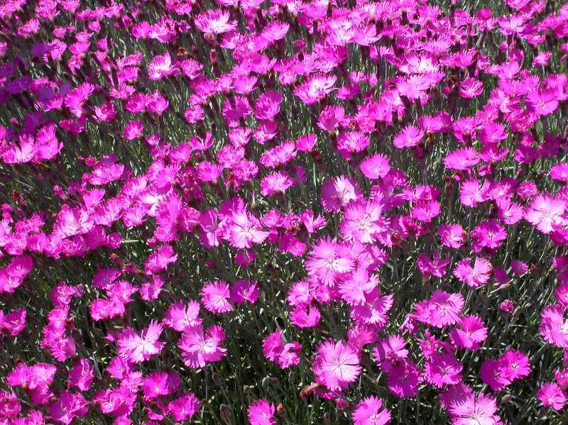 Dianthus 'Feuerhexe'