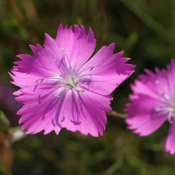 Hvozdík (Dianthus campestris)