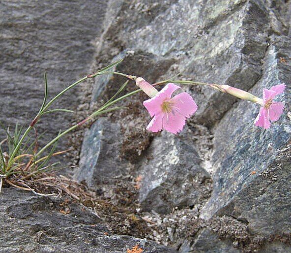 Hvozdík (Dianthus sylvestris)