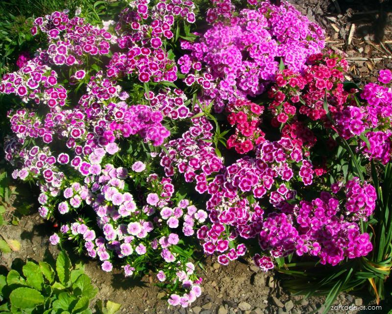 Hvozdík bradatý (Dianthus barbatus)