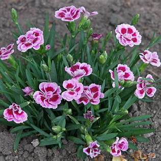 Hvozdík karafiát (Dianthus caryophyllus)
